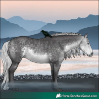 Horse Color:Silver Buckskin Chinchilla Rabicano 