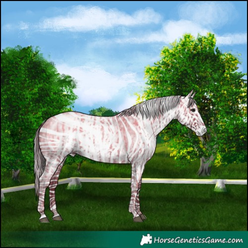 Horse Color:Blue Ice Roan and Gray Blue Ice Roan