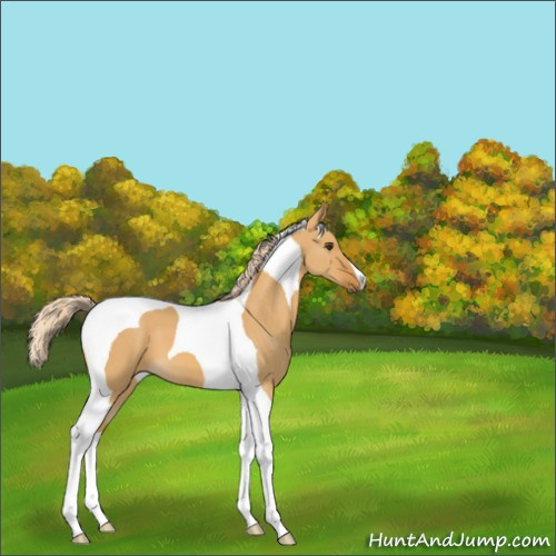 Horse Color:Palomino Dun Tobiano