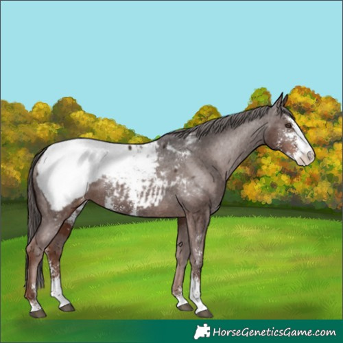 Horse Color:Liver Chestnut Sabino Appaloosa