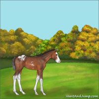 Horse Color:Bay Sabino Splash Blanket