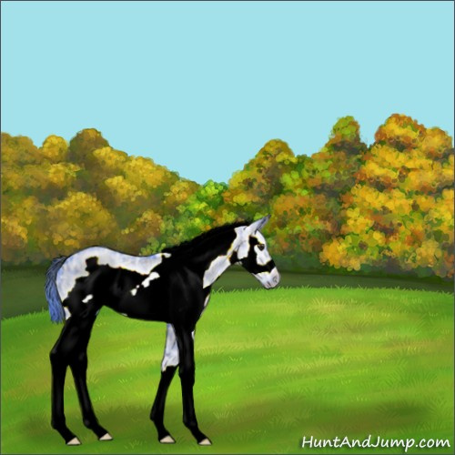 Horse Color:Watercolor Plaid White Spotted Liver Red Dun Ice Frame