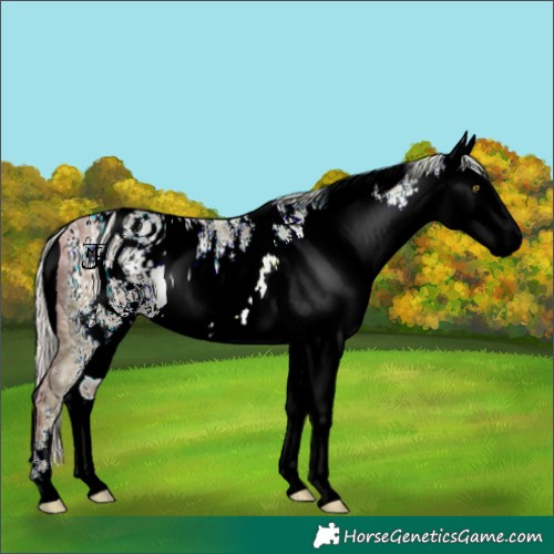 Horse Color:ERROR: UNKNOWN ANOMALY