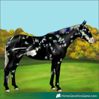 Horse Color:ERROR: UNKNOWN ANOMALY