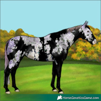 Horse Color:ERROR: UNKNOWN ANOMALY