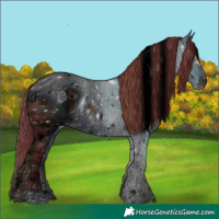 Horse Color:ERROR: UNKNOWN ANOMALY