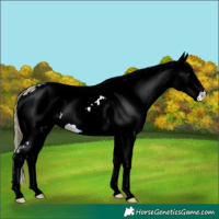 Horse Color:ERROR: UNKNOWN ANOMALY