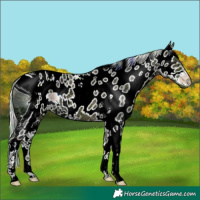 Horse Color:ERROR: UNKNOWN ANOMALY