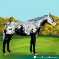 Horse Color:ERROR: UNKNOWN ANOMALY