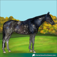 Horse Color:ERROR: UNKNOWN ANOMALY