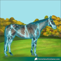 Horse Color:Void Thunderstruck Liver Red Onyx Ice Tobiano Appaloosa