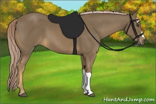 Horse Color:Chocolate Palomino