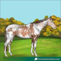 Horse Color:White Spotted Brown Pearl