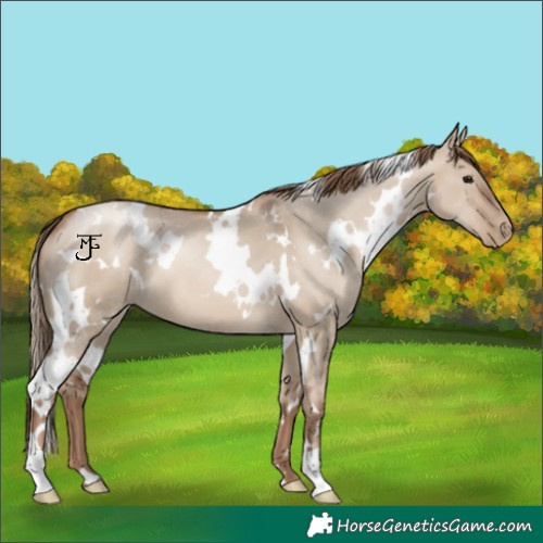 Horse Color:White Spotted Grullo Pearl