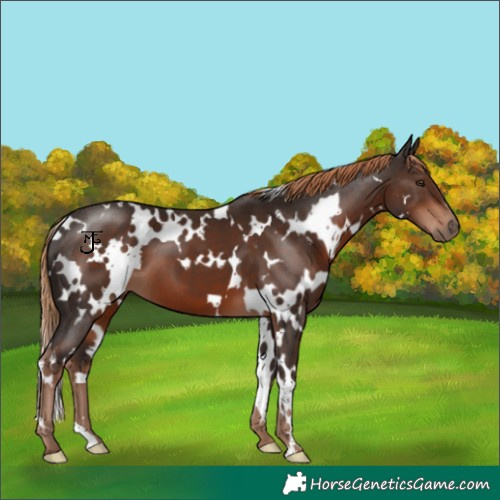 Horse Color:White Spotted Liver Chestnut 