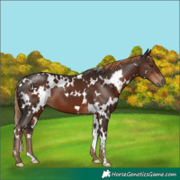 Horse Color:White Spotted Liver Chestnut