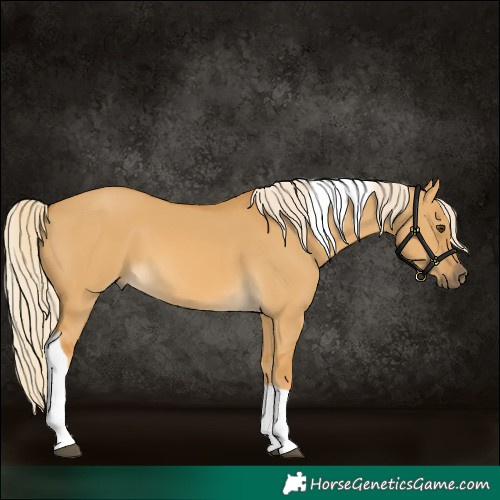 Horse Color:Palomino Dun Tobiano 