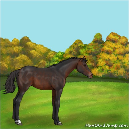 Horse Color:Brown Appaloosa