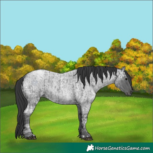 Horse Color:Blue Ice Roan and Blue Ice Roan