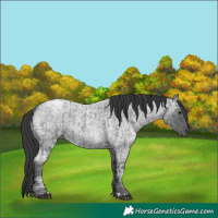 Horse Color:Blue Ice Roan  and Blue Ice Roan 