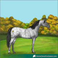 Horse Color:White Spotted Black Ice  and Blue Ice Roan Appaloosa 