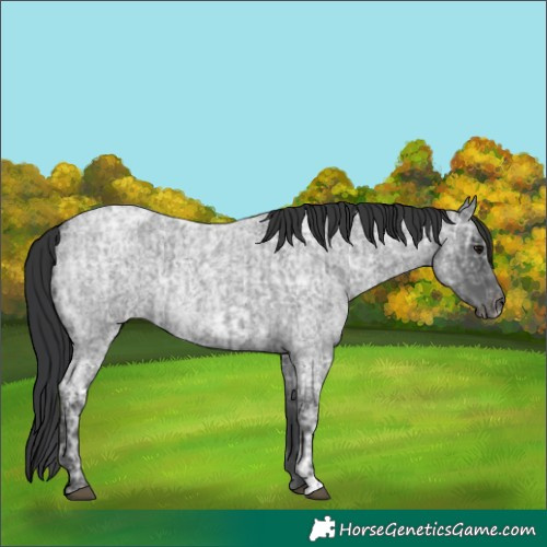 Horse Color:Blue Ice Roan  and Blue Ice Roan 
