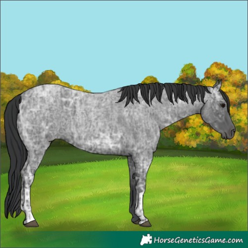 Horse Color:Blue Ice Roan  and Blue Ice Roan 