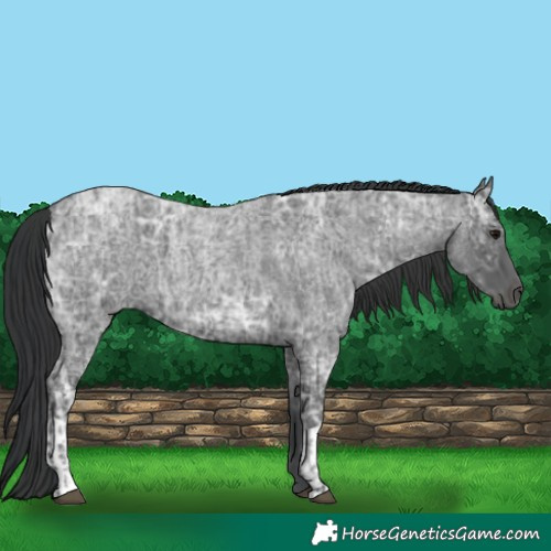 Horse Color:Blue Ice Roan  and Blue Ice Roan 