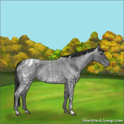 Horse Color:Blue Ice Roan and Blue Ice Roan Blanket