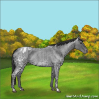 Horse Color:Blue Ice Roan  and Blue Ice Roan Blanket 