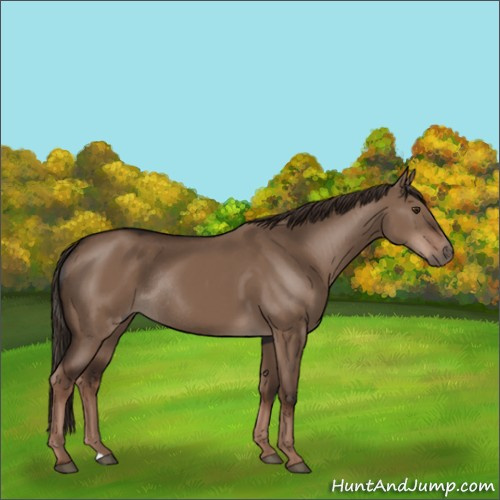 Horse Color:Liver Red Dun Rabicano 