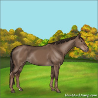 Horse Color:Liver Red Dun Rabicano