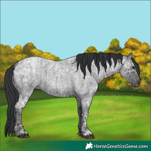 Horse Color:Blue Ice Roan  and Blue Ice Roan 