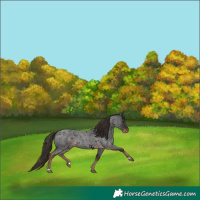 Horse Color:Liver Red Roan 