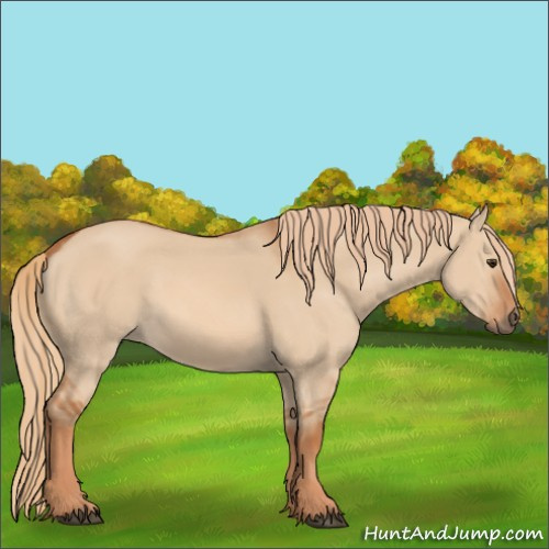 Horse Color:Red Dun 