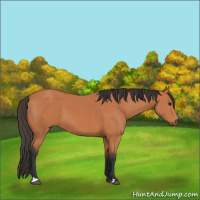 Horse Color:Bay 