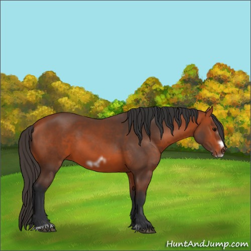 Horse Color:Unknown 