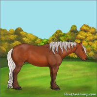 Horse Color:Unknown 