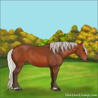 Horse Color:Unknown 