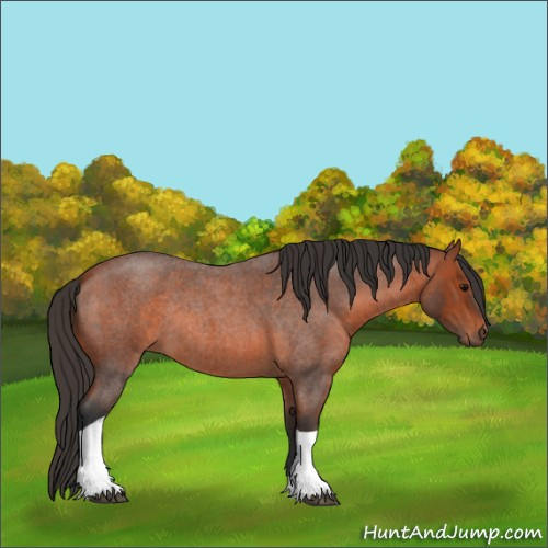 Horse Color:Unknown 