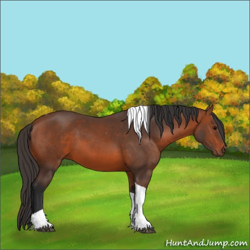 Horse Color:Unknown 