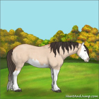 Horse Color:Unknown 