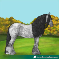Horse Color:Blue Ice Roan  and Blue Ice Roan 