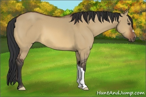 Horse Color:Bay Dun