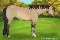 Horse Color:Bay Dun 