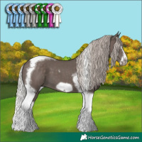 Horse Color:Silver Black Splash Tobiano Frame 
