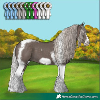 Horse Color:Silver Black Splash Tobiano Frame