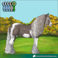 Horse Color:Silver Black Splash Tobiano Frame 