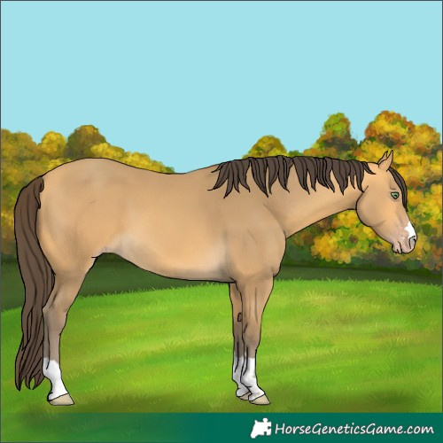Horse Color:Amber Cream Champagne