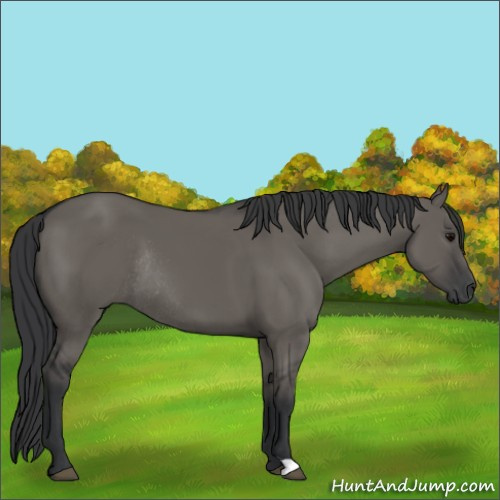 Horse Color:Grullo Rabicano 